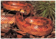 Florida Reptiles Snakes Corn snake 6x4 Postcard E8