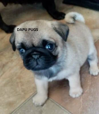 Black Pug Puppies For Sale