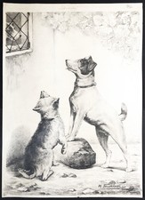 Jack Russel Terrier Chien