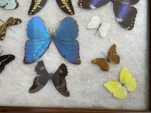 Vintage Inlaid Butterfly Taxidermy Wooden Tray Glass Top Display Brazil , Boho - Picture 6 of 14