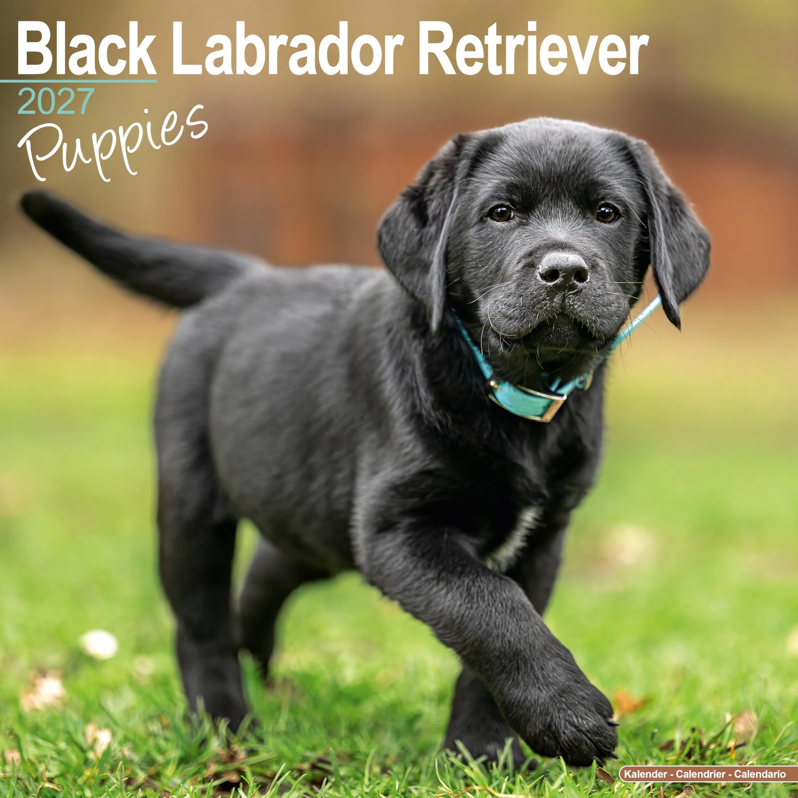 Black Labrador Puppies - Image 3