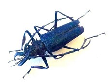 標本 Peru Psalidognathus s.p 62mm Psalidognathus for collectors | rare Psalidognathus beetles