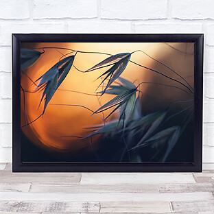 Sonnenuntergang Samen Sonne Bokeh Kulturen Abstrakte Linien Samen Wandkunstdruck