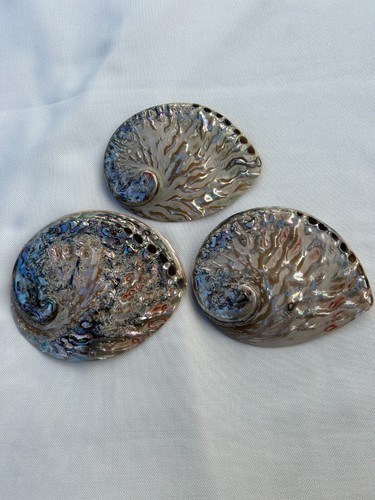 Abalone poliert, Abalone, Abalone Muschel, Räucherschale, Muschel - ca. 13cm - Bild 3 von 7