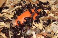 Live Feeders Darkling Mealworm Beetles Reptile Food Free Shipping QTY. 100
