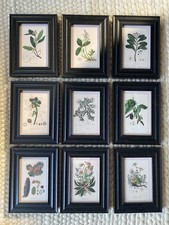 Set Of 9 Floral Leafy Botanical Prints In Black Chunky Frames