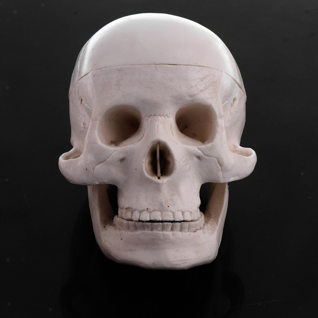 Menschliche medizinische anatomische Hauptknochen Schädel Knochen Modell