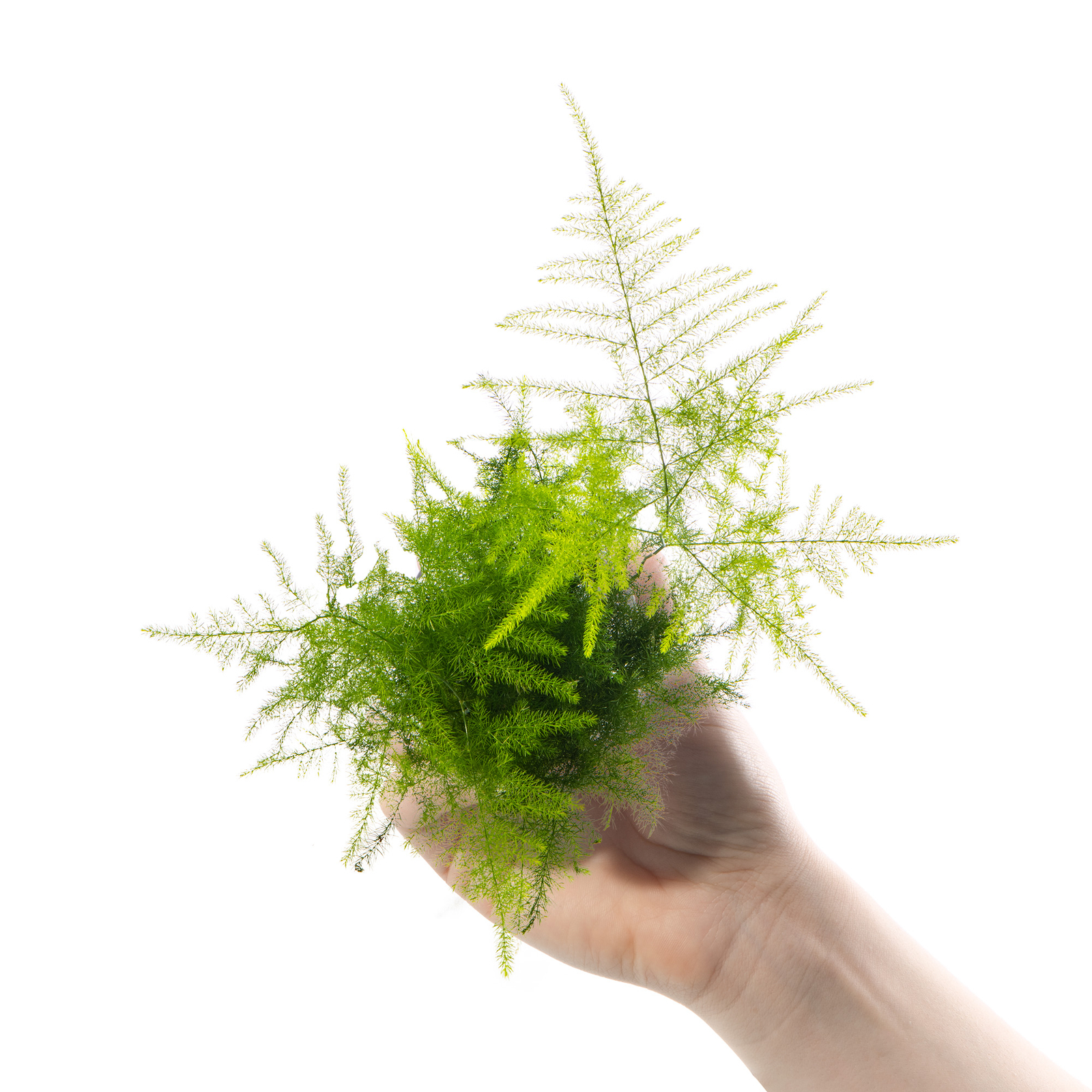 Baby Asparagus Fern Plant Asparagus Plumosus Small Indoor Evergreen
