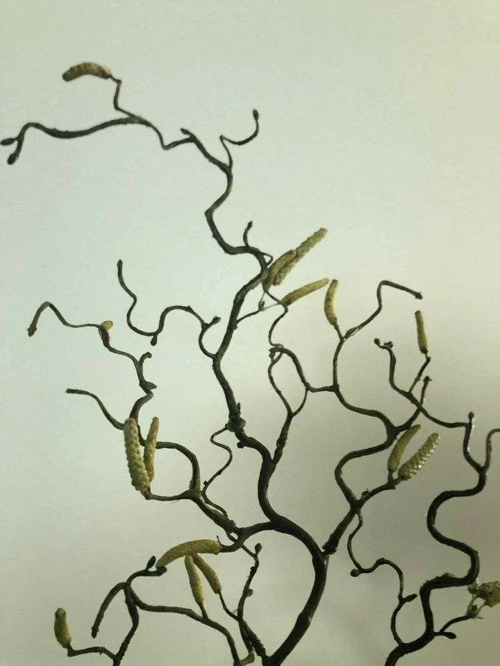 Haselnusszweig Korkenzieherhasel 70cm künstlicher Zweig Korkenzieherzweig Hasel - Bild 3 von 3