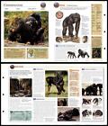 Chimpanzee #5 Mammals - Wildlife Explorer Fold-Out Card
