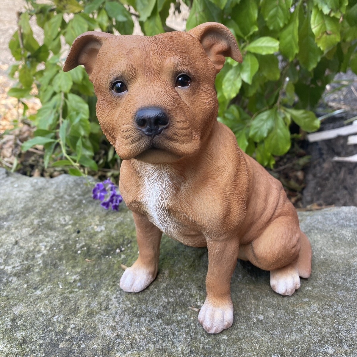 Brown Staffordshire Bull Terrier STAFFORDSHIRE BULL TERRIER BROWN