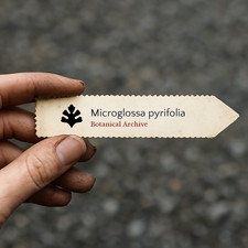 Microglossa pyrifolia SEEDS - Wild camphor bush | Camphor bush