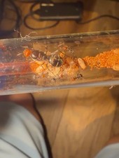 Honeypot Ant colony 1W-5W  Myrmecocystus Placodops - Insect FEEDER