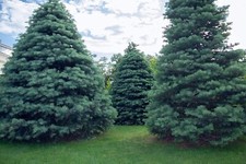 30 semillas de abeto blanco para plantar Abies concolor