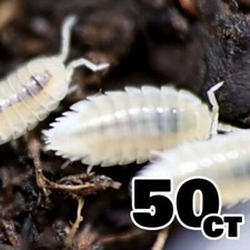 50 Dwarf White Isopods Trichorhina tomentosa Bioactive Starter Colony
