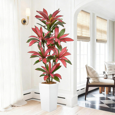 6FT Faux Dracaena Tree with White Planter - Realistic Indoor Tropical Decor