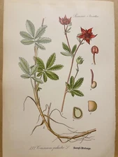 1886 ANTIQUE PICTURES LITHOGRAPH ART PRINT BOTANY FLOWER FLORA NATURE DECO PO...