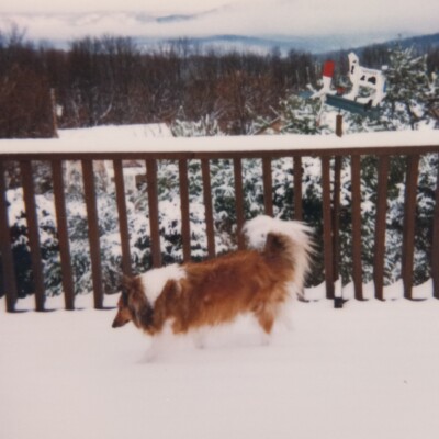 Vintage Polaroid Photo Cute Dog Snow Covered Trees Deck Landscape Found Snapshot