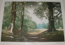 Mark Spain – Woodland Glade Artist Proof Etching/Print Landscape
