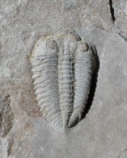 TRILOBITE ORDOVICIEN DU MAROC , TOLETANASPIS