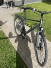 Pegasus Herrenrad