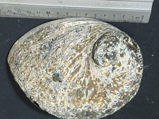 Conchiglia Di Abalone 15cm Decorativo