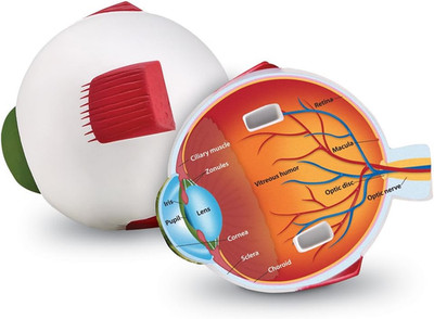 Soft Foam Cross-Section Human Eye Model - 3D Model for Kids, Biology Classroom S