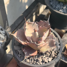 Musashi Fang X Ren Crown Blue Skin Red Status Crown Width 10cm Wysiwyg