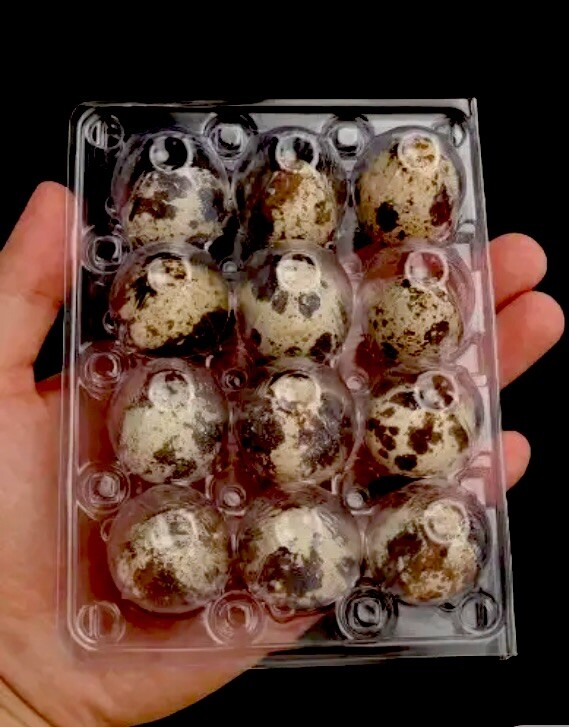 4 Dozen ++ JUMBO coturnix quail hatching eggs. Great Hatch Rate. eBay