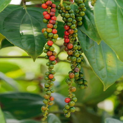 Black Pepper Whole Peppercorns Ground Natural Pure Organic Sri Lanka Spices