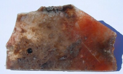 Polished Coprolite Dinosaur Poop Slice Display Specimen 38.4 gram 98x59x4mm