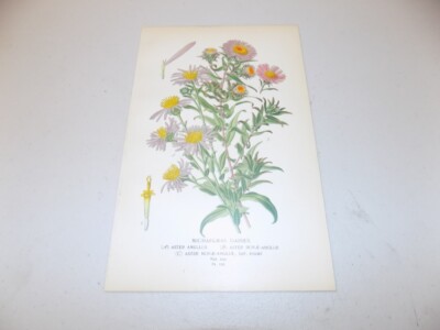 1897 Antique Floral Print  / MICHAELMAS DAISIES, or, ASTER AMELLUS  / C