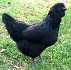 24 NPIP AI CLEAN BLACK AMERAUCANA CHICKEN HATCHING EGGS SHOW QUALITY GRADE A++ — photo 6