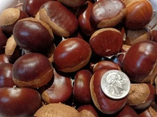 Fresh Chestnuts 5 lbs - European Nuts Roasting - Michigan Grown 2025
