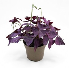Oxalis Triangularis | Purple Shamrock | Butterfly Plant – 12cm Pot, Easy Care
