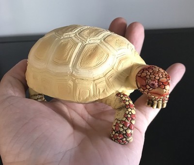 albino russian tortoise