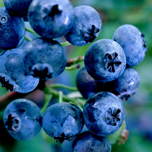 BLUEBERRY TREE SEEDS New Jersey Southern Highbush Cold Hardy Garden