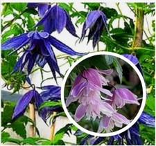 CLEMATIS Macropetala - Hybr. - 20 seeds