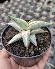 Sansevieria Blue Clone White Variegated Medium Size Rare Uniqe Snake Plant