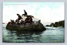 Vintage Seals at Santa Catalina Island California Postcard by L.R. Severn