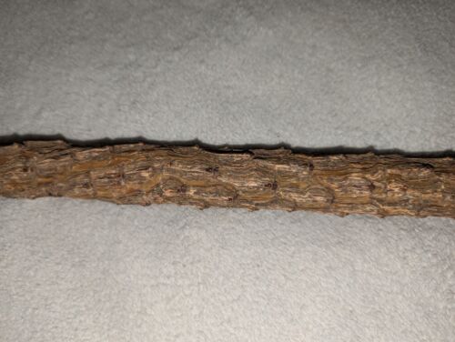 ANTIQUE VINTAGE RUSTIC KNOBBY THORNY SHILLE CANE WALKING STICK #4 - Picture 4 of 11