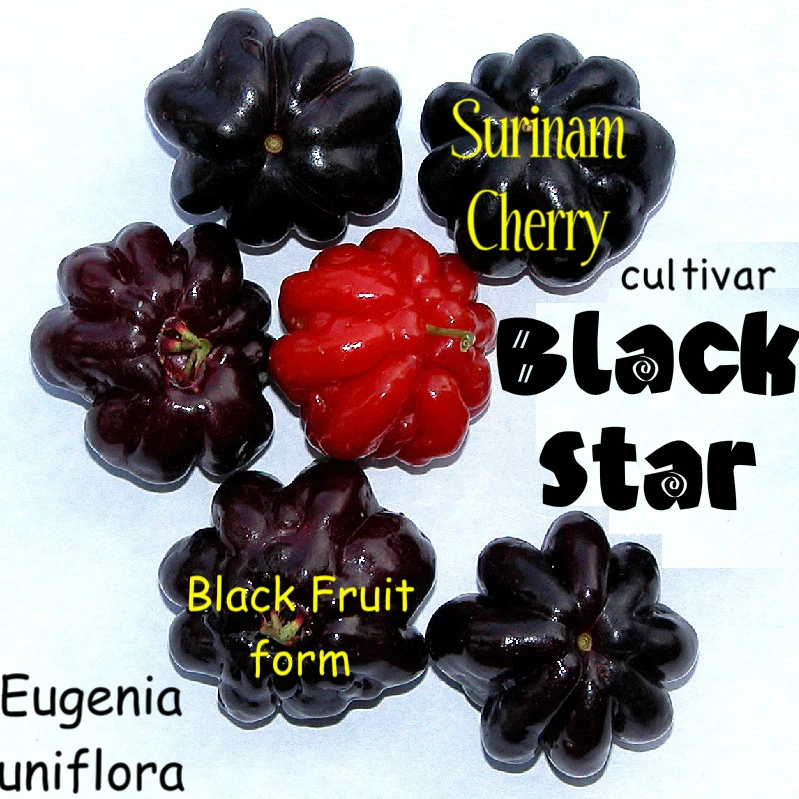 ~BLACK STAR~ Surinam Cherry Fruit Tree Eugenia uniflora Small Potd Starter Plant - Image 3 of 4