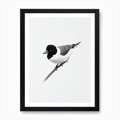 Bufflehead B&W Pencil Drawing 1 Bir Framed Wall Art Poster Canvas Print Picture