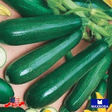 20 Dark Green Zucchini Seeds Organic Non-GMO Heirloom BTGO 75% OFF