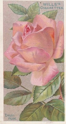 WILLS CIGARETTES TOBACCO CARD - ROSES - DEAN HOLE - HYBRID TEA