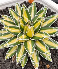 Agave Himesanoyuki Mediopicta - variegated