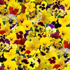Fabric Flowers Pansies Yellow Real Like Full on Cotton by ELIZABETH 1/4 yard 560