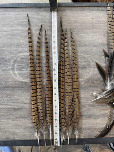 6 Pheasant Feathers Long 19-22 Ringneck Pheasant Feathers (six Per Order)