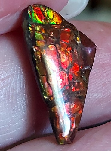 Ammolite Ammonite Coated Stone 20.8x10.5x4mm 17887