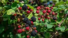 RARE VERY Sweet Blackberry Organic - 5 cuttings for rooting or grafting